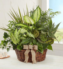 Load image into Gallery viewer, Dish Garden 10in”