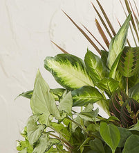 Load image into Gallery viewer, Dish Garden 10in”